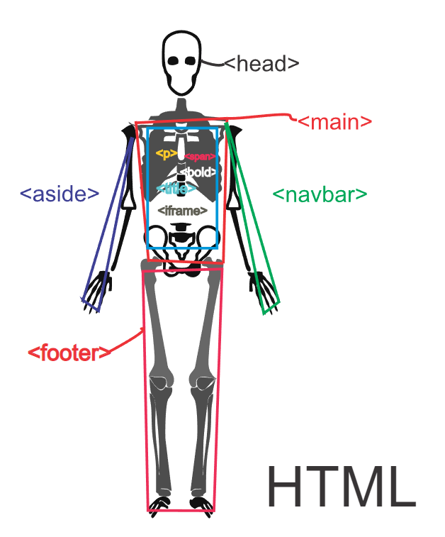 HTML no corpo humano